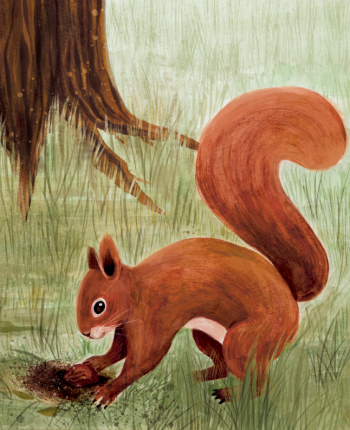 Ceviz Koleksiyoncusu - Görsel 2